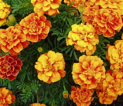 We did not find results for: 25 Types of Flowers to Plant for Summer | Summer Flowers