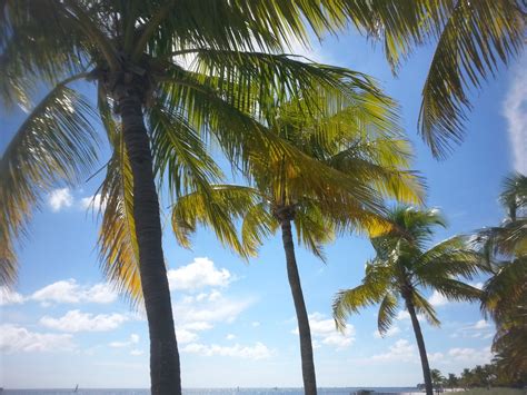 Free Images Beach Sea Coast Nature Ocean Sun Palm Tree Shore