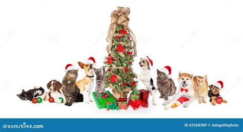 Gruppo Di Gatti E Di Cani Intorno Allalbero Di Natale Immagine Stock