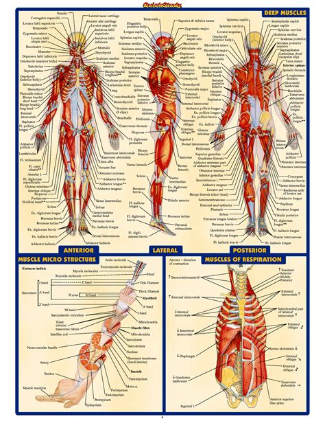 Human Anatomy D Infographic | Infographicality | Human anatomy systems
