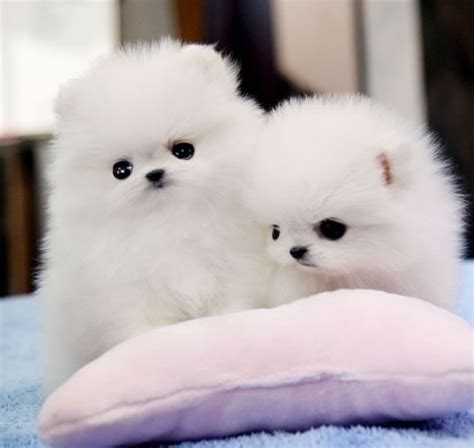 Sweet Teacup Pomeranian Puppies Ready For Adoption Mazadoka Classifieds