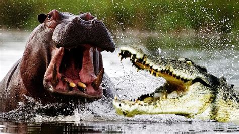 Hippo Kills The Giant Crocodile Youtube