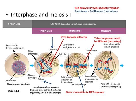 ppt meiosis occurs in the gonads produces haploid sex cells eggs sperm powerpoint