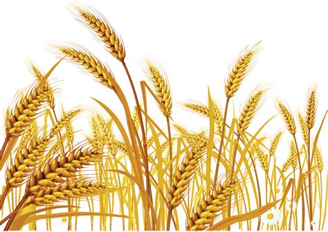 Wheat Transparent PNG Clipart images Free Download - Free Transparent png image
