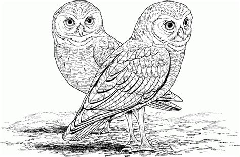 Owl Coloring Pages For Adults Free Detailed Owl Coloring Pages