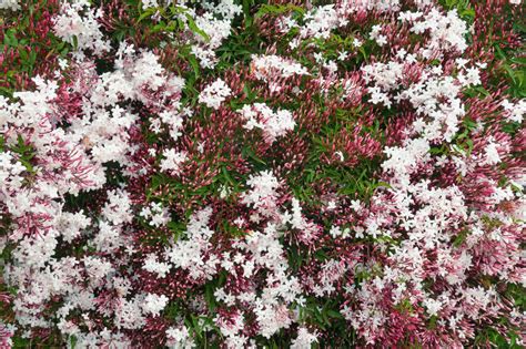10 Types Of Jasmine Flowers Popular Bush Plant Varieties For Garden