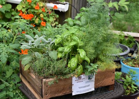 Check spelling or type a new query. Container-grown herbs are a great fall option ...