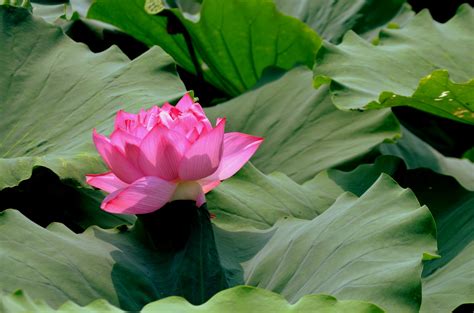 Pink Lotus Free Stock Photo Public Domain Pictures