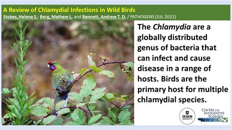 Cie Spotlight A Review Of Chlamydial Infections In Wild Birds Centre