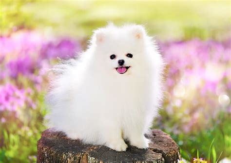 Are There White Pomeranians