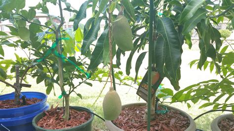 Fruiting Cogshall Mango Tree In Container Youtube