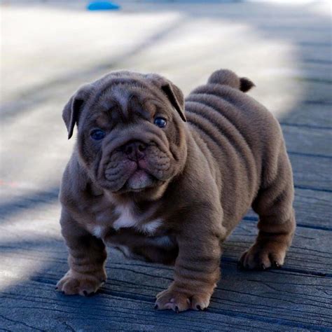 We currently are in the breeding process. Blue Eyed English Bulldog Puppies For Sale | Top Dog ...