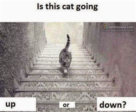 In all the pictures it seems that something is moving. Great Optical Illusions, Funny Photos and Images, Brain ...