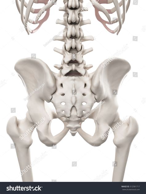 Medically Accurate Illustration Skeletal System Hip Stock Illustration