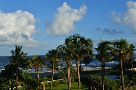 Palm Trees Offer A Beautiful Fore Front To A Compelling South Florida
