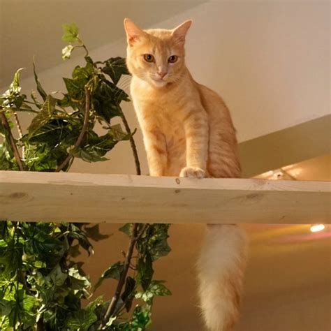 Purradise café sets itself apart from the other cat cafés because they focus on giving their 21 resident cats, or kittizens a healthy diet. Tails | Purradise Cat Cafe
