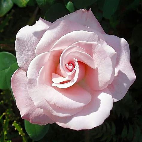 Beautiful Delicate Pink Rose Rosengarten Garten Rosen