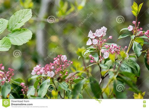 Pink Mountain Laurel Opening In Spring Stock Photo Image Of Blossom