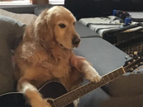Guitar Dog Rmademesmile