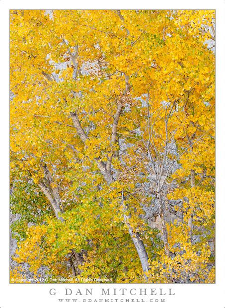 G Dan Mitchell Photograph Old Cottonwood Trees Autumn Grand