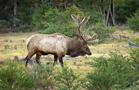 Bay City Hunter Hits The Jackpot Scores A Michigan Elk License