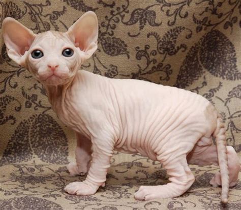 Sphynx cats may look like mangled bags of brains. rase de pisici - Căutare Google | Kitten adoption, Cute ...