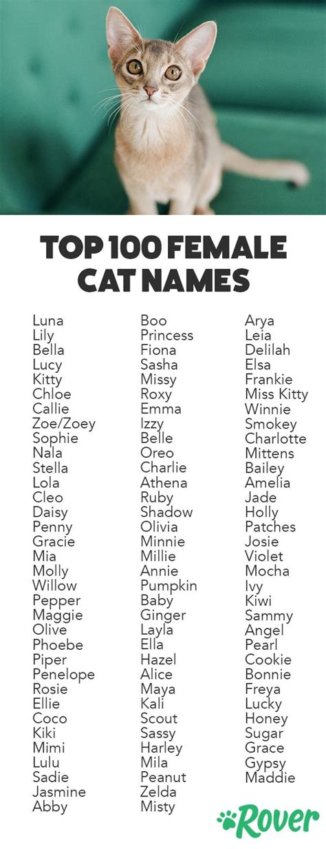 Top 250 Female Cat Names Girl Cat Names Kitten Names Cute Cat Names