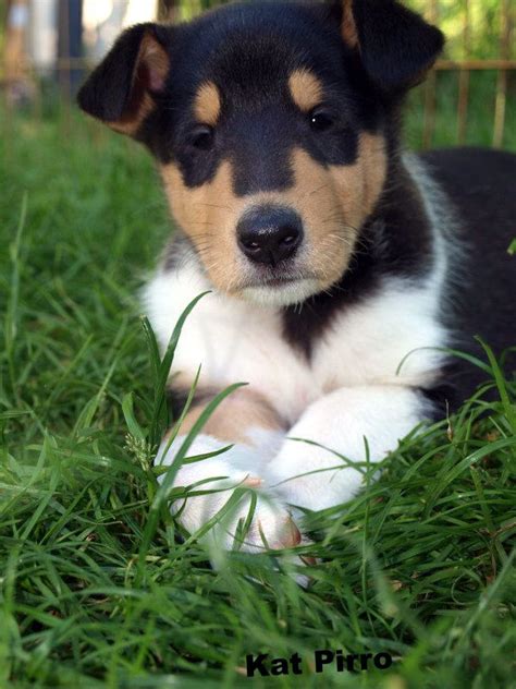You can find collie puppies priced from $400 usd to $15000 usd with one of our credible breeders. Pin by Kat Pirro on Collies | Smooth collie, Dogs and ...