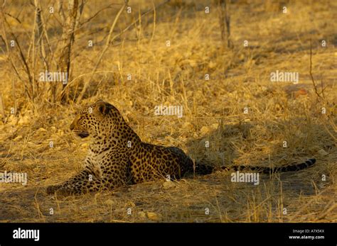 Leopard Panthera Pardus Female Savuti Channal Linyanti Area
