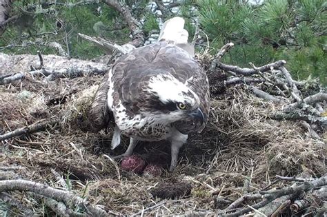 Perthshire Osprey Lassie Lays Her Second Egg At Loch Of The Lowes Daily Record