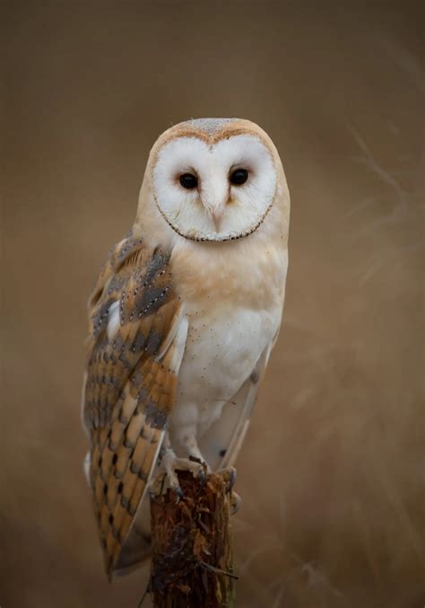 8 Species Of Owl In Iowa Bird Advisors