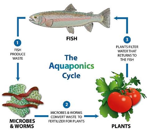 Aquaponic Gardening Growing Fish And Vegetables Together