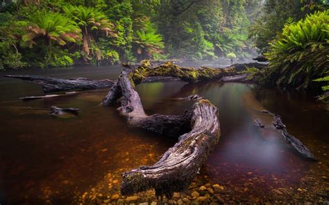 River Rain Forest Fallen Trees Logs With Green Moss Dark Water Dense