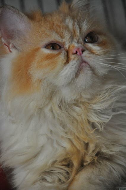 Flat Face Persian Cat Flickr Photo Sharing