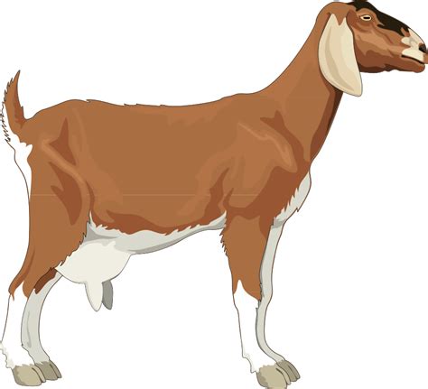 Kambing Kurban Png Image With Transparent Background Toppng Kulturaupice