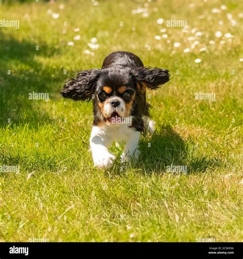 A Dog Cavalier King Charles A Cute Puppy Running On The Lawn Trying