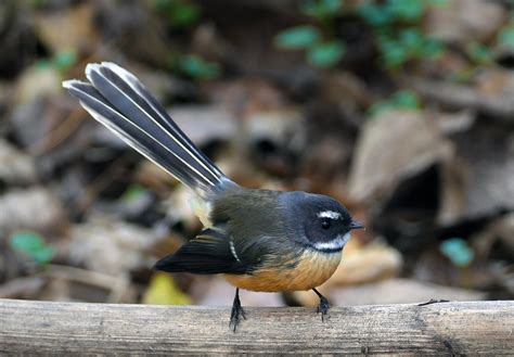 The New Zealand Fantail Rhipidura Fuliginosa The Fantail Flickr