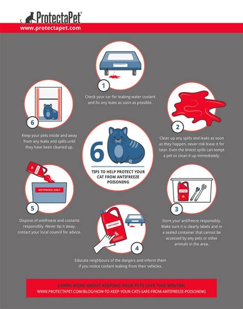 Infographic How To Keep Your Cats Safe From Antifreeze Poisoning