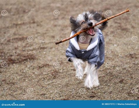 Dog Stick Carry Stock Photo Image Of Playing Clothing 38037372