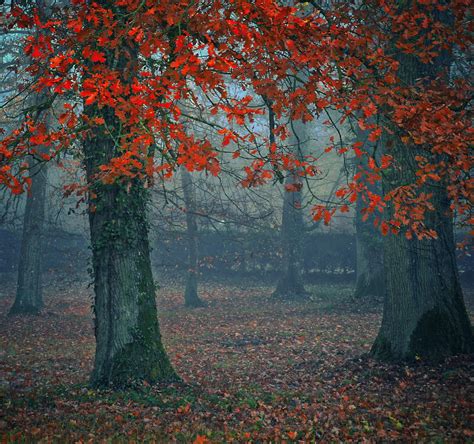 Autumn Forest Trees Foliage Leaves Free Stock Photo Public Domain