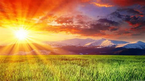 Download Bright Sunny Day Rice Field Wallpaper