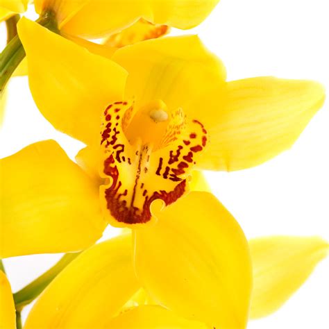Yellow Cymbidium Orchids Orchids In Bulk