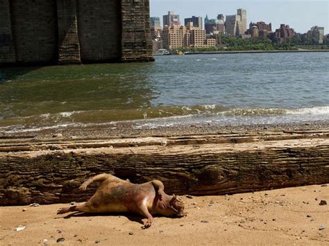 East River Monster Pictures Business Insider