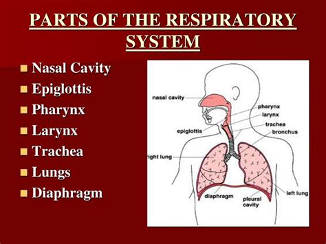Respiratory System Ppt