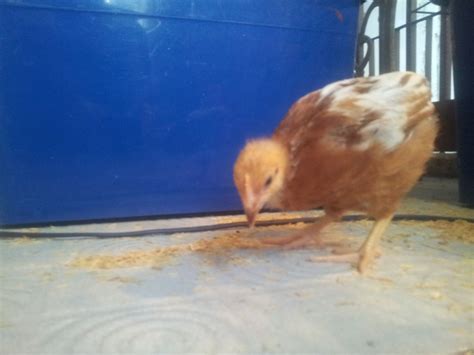 Isa Brown 5 Weeks With Very Short Tail Feathers Pics Backyard Chickens Learn How To Raise