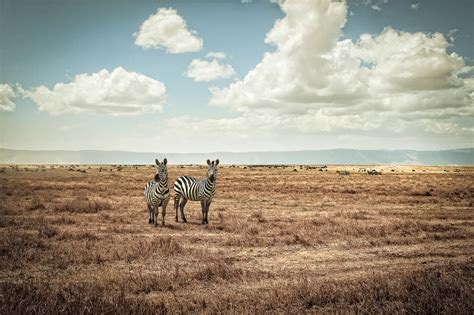 Africa Safari On Behance