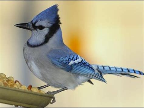 Your backyard birding specialty shop since 1995. How to Feed Backyard Birds | La Jolla, CA Patch