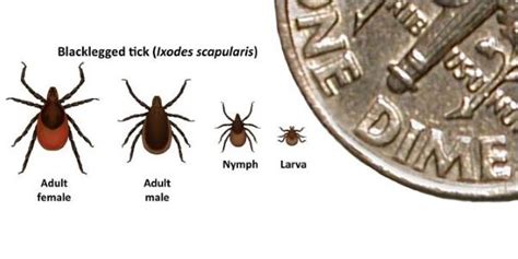 Many signs and symptoms of lyme disease are often found in other conditions, so diagnosis can be difficult. Diagnosis and Testing | Lyme Disease | CDC