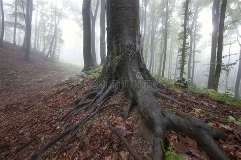 Giant Tree With Big Roots In An Enchanted Beautiful Forest