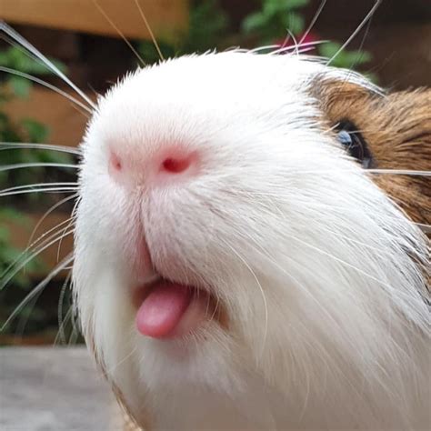 Pin On Guinea Pig Products